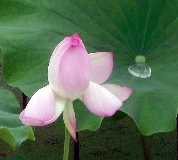 荷花1
