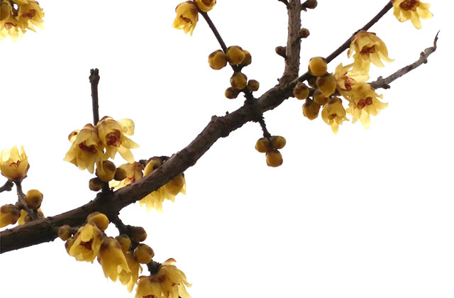 花满枝头