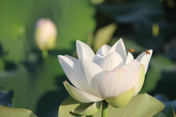 imgapp (7)600.jpg