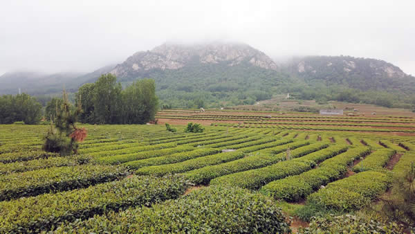 600茶园