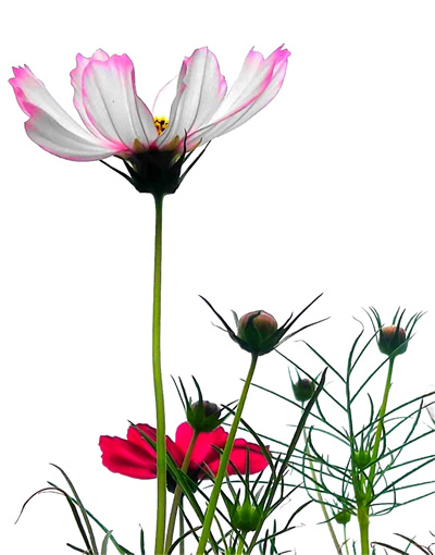 格桑花0-400