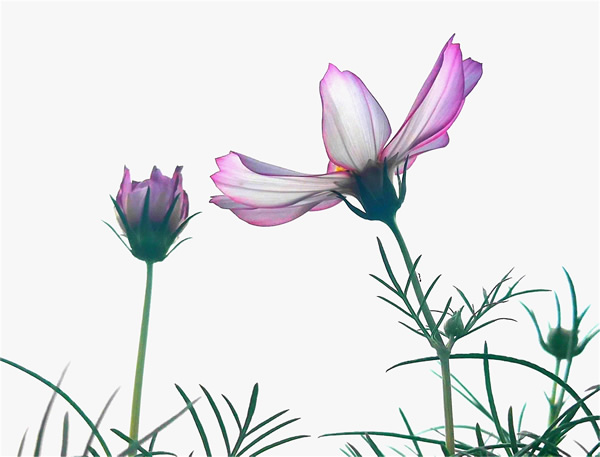 格桑花1-600