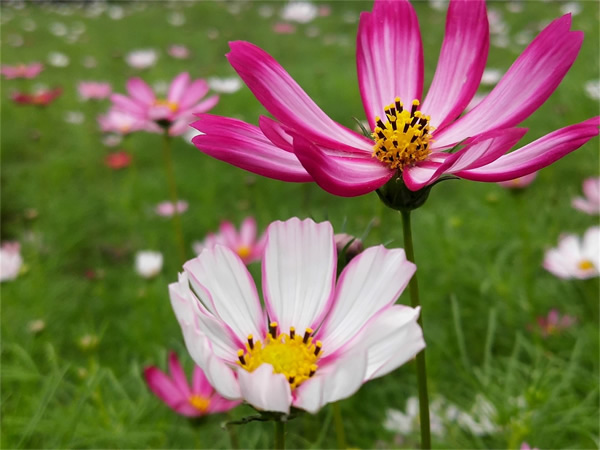 格桑花2-600