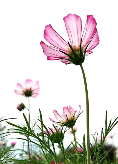 格桑花4-400