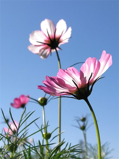 格桑花-400
