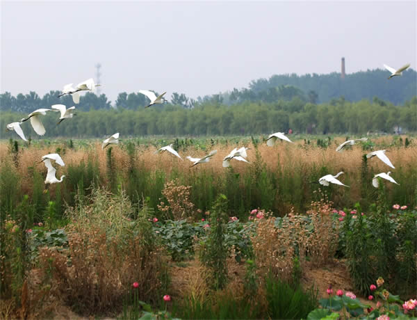 白鹭6-600