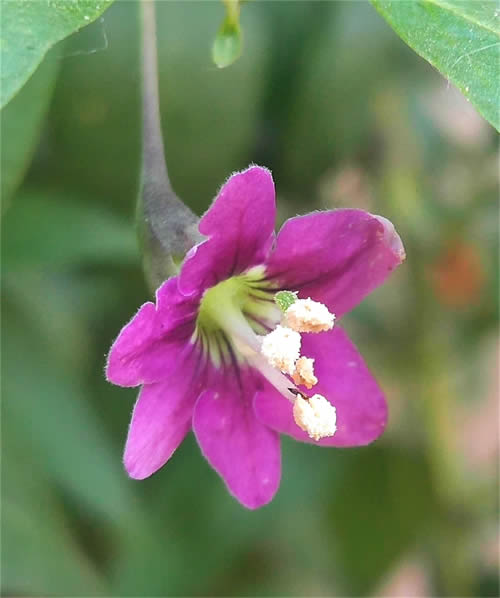 枸杞花500