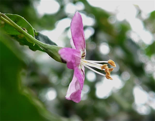 枸杞花2600