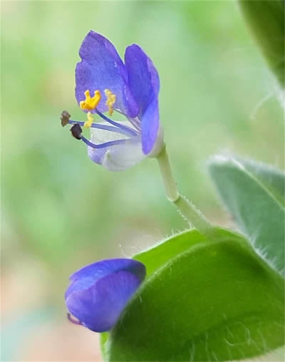 饭包草花1-400