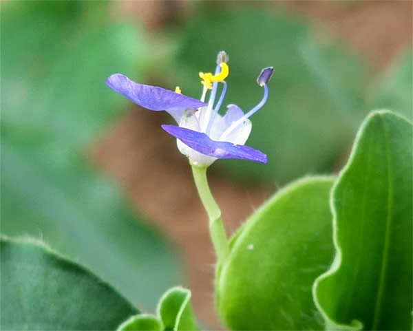 饭包草花2-600