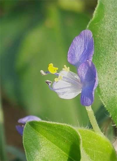 饭包草花5-400