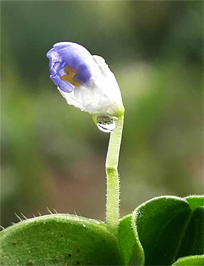 饭包草花6-400