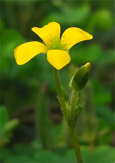 黄花4-400