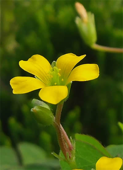 黄花5-400