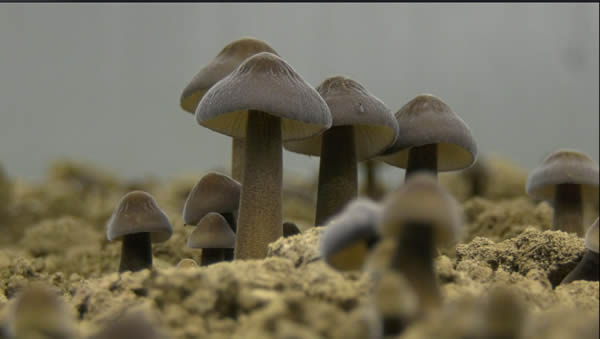 黑美人600