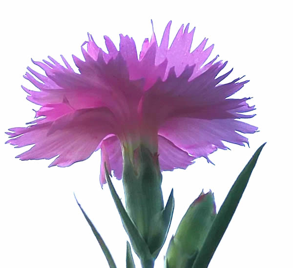 石竹花1-600