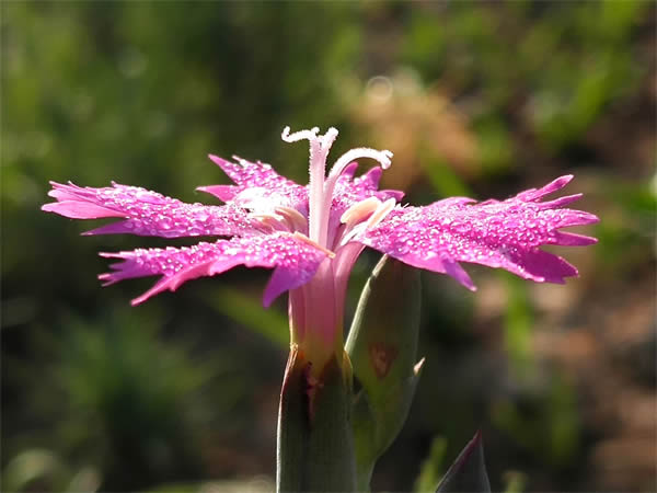 石竹花2-600