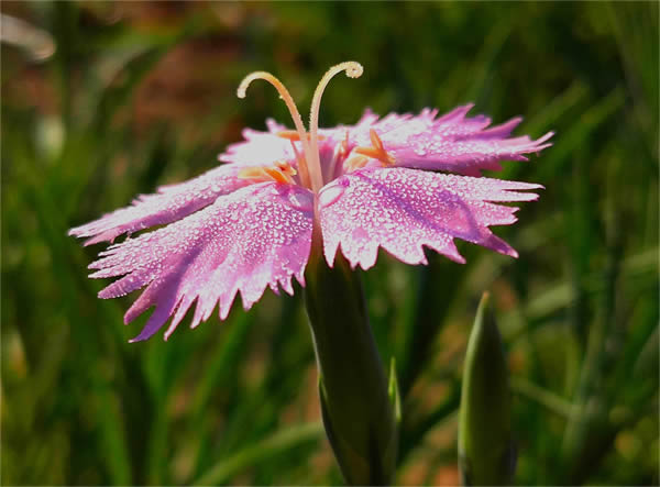 石竹花5-600