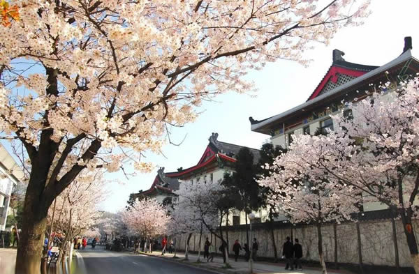 樱花