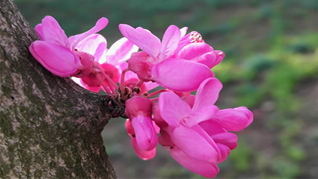 风吹紫荆树 花开满园春