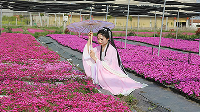 河南淮滨：芝樱花开游人来